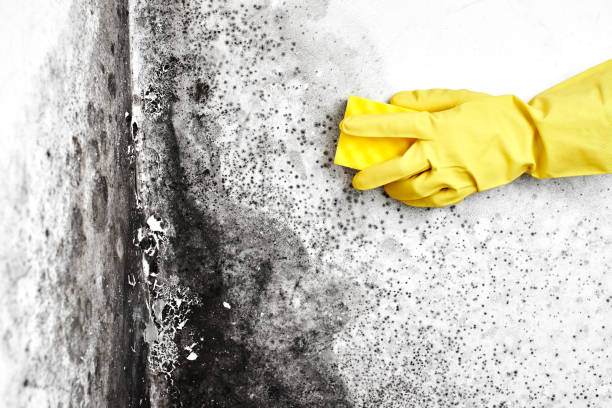 Best Basement Mold Remediation in Mankato, MN