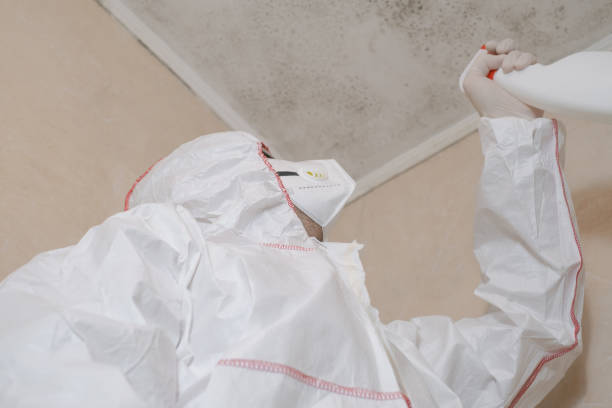Best Commercial Mold Remediation in Mankato, MN