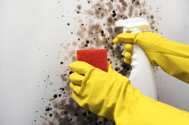 Professional Mold Remediation in Mankato, MN