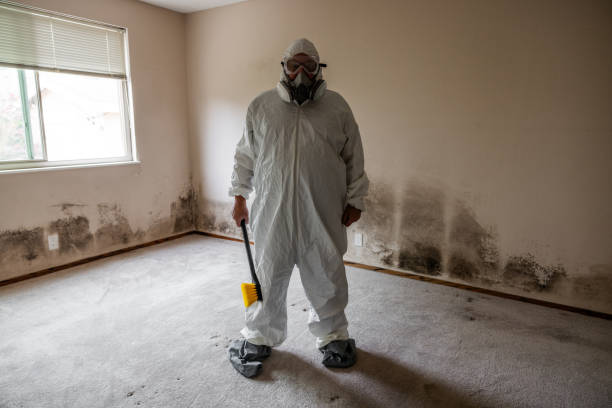Best Post-Flood Mold Remediation in Mankato, MN