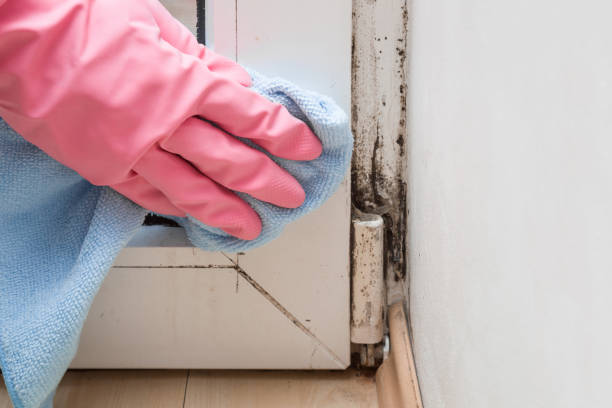 Best Emergency Mold Remediation in Mankato, MN