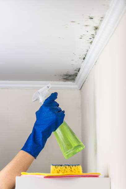 Best Attic Mold Remediation in Mankato, MN